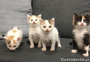 Gatinhos para adoção responsável