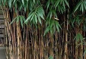 Bambu Pseudosasa Japonica