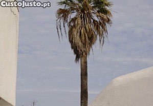 imagem_19