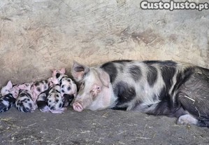 Porcos raça Pietrain