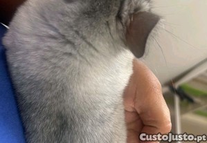 imagem_4