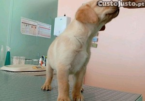 imagem_5