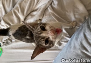 imagem_7