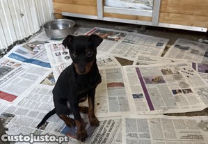 Pincher miniatura macho