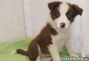 imagem_4