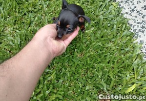 imagem_1