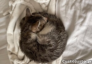 imagem_8