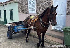 Cavalo inteiro