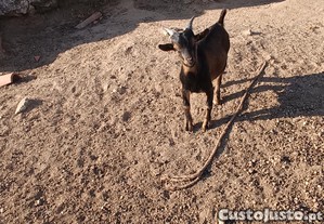 Chibitos micro anões