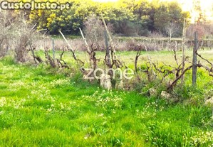 Terreno Mangualde