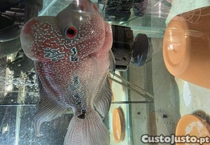 Flowerhorn / ciclideos / material aquariofilia