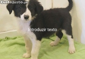 Border collie