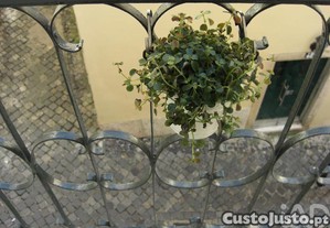 imagem_16