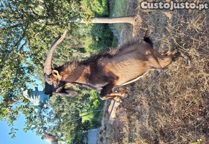 cabras Alpinas