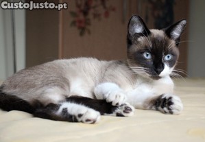 Sky, CASTRADO e com as vacinas em dia, disponvel para adoo responsvel