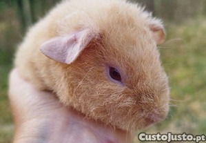 Porquinho da Índia - Teddy fêmea