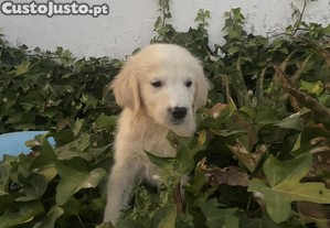 Golden retriever