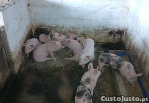 imagem_5