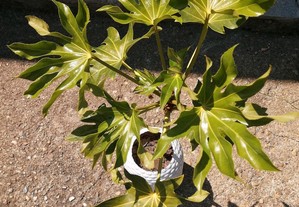 Fatsia japonica também conhecida como folhas de figueira
