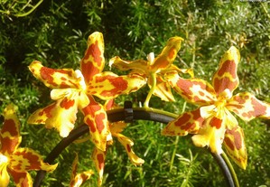 Orquídeas de interior - raras