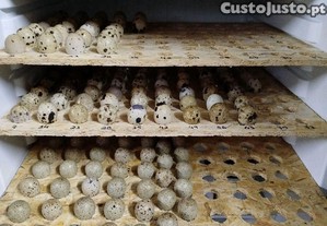 Ovos de codorniz caseiros
