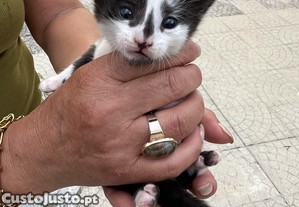 Gatinhos