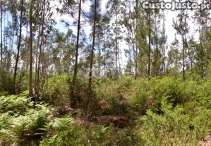Terreno Rustico Junto À A25