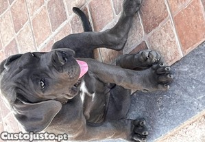 Cane Corso
