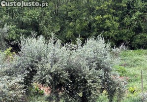 Terreno em Sarzedas