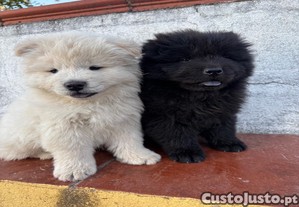 Chowchow puros