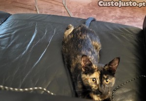 1 ou 2 Gatinhas super meigas ( 7 meses )