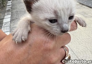 Gatinhos