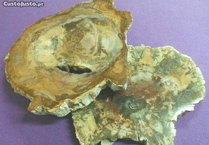Placa de madeira fossilizada 13x11x1,5cm