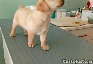 imagem_6