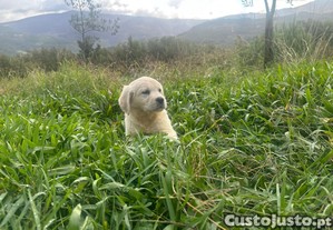 imagem_1