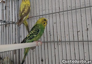 Periquitos Asa Negra