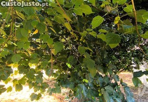 imagem_19