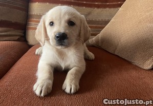 Labrador retriever