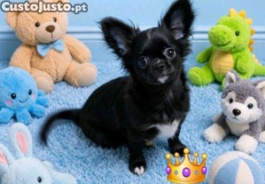 imagem_4