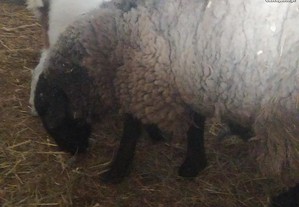 ovelha carneiro sufflok ovelhas