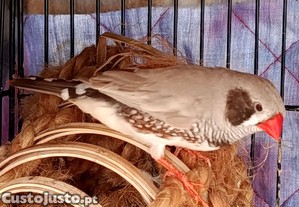 Lote de 6 aves com gaiola e acessórios