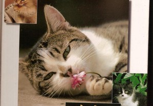 Livro Gatos - Companheiros de Patas de Veludo-novo