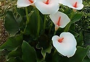 planta Jarro branco