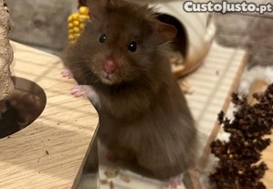 Hamster sírio pelo longo