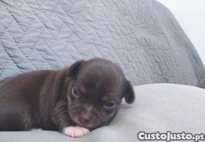 Chihuahua bebe