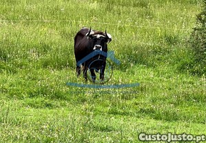 imagem_6