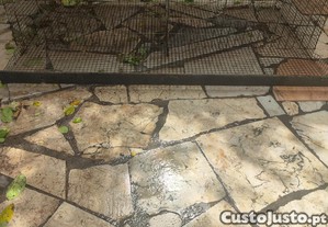 Gaiola para codorniz