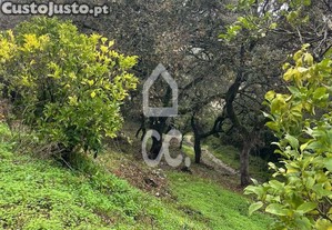 imagem_9