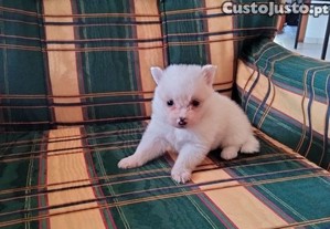 Spitz ( Lulu) macho