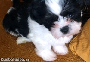 Cachorro Shih-tzu